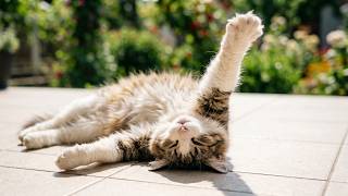 My Cat Has Mastered the Art of Relaxation 😻🐾