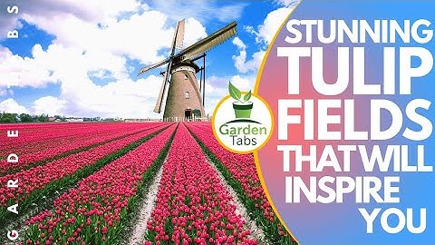 Stunning Tulip Fields Photos That Will Inspire You