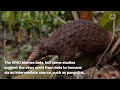 Pangolins Could Be A Missing Link In Coronavirus Chain Of Contagion