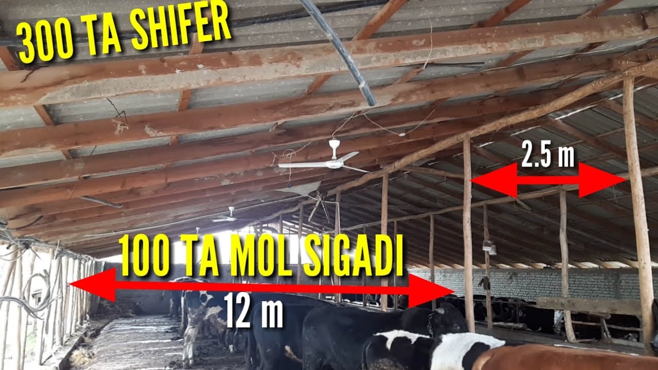 Молхона куриш проекты