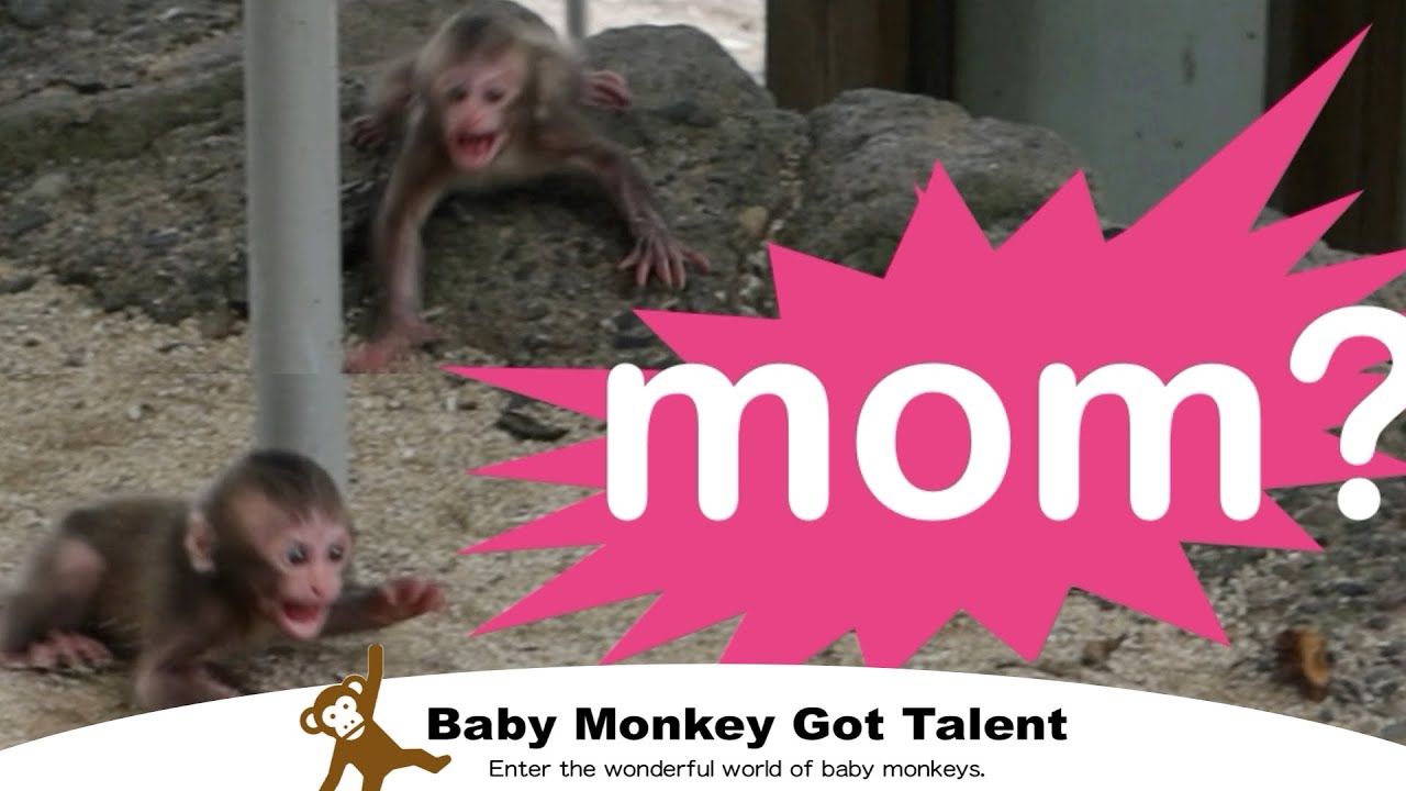 Обезьянка закатывает грандиозную истерику（Начало в 03:00） / monpai monyet poor sad baby snowmonkey