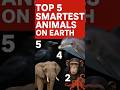 These Animals Are Smarter Than You Think. 💭