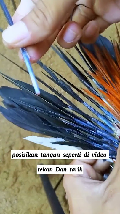 Cara mencabut ekor ayam Bangkok ekor lidi