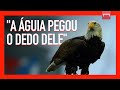Por que o Benfica tem águias voando no estádio antes das partidas?