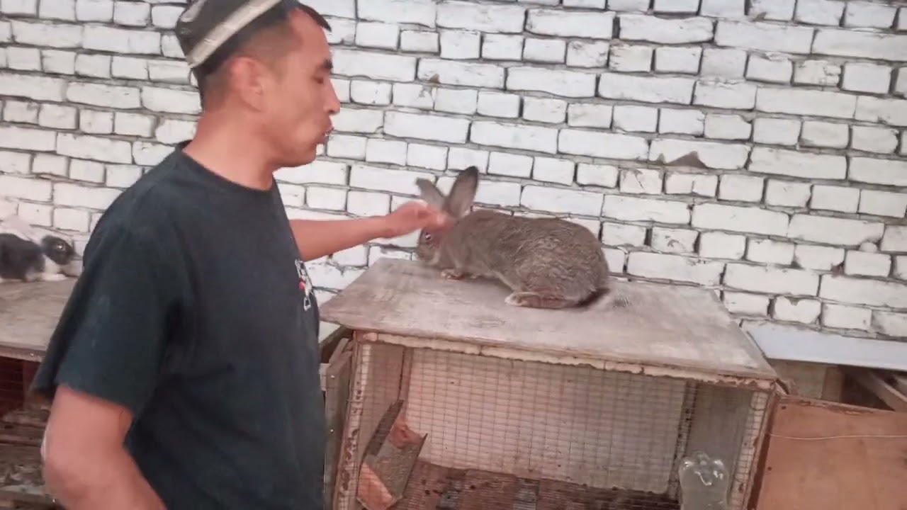 QUYON BIZNES XAQIDA ANDIJONLIK AZIZBEK AKANI FERMASIDAN VIDIO ROLIK +998907568488 Azizbek