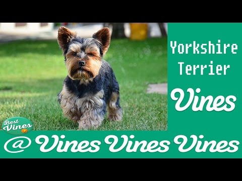 *new*-yorkshire-terrier-are-awesome:-funny-yorkshire-terrier-vines-compilation-|-best-clips-ever!