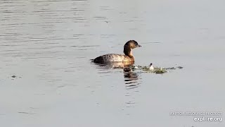 Mississippi River Flyway Cam. Pied-billed Grebe - explore.org 09-11-2021