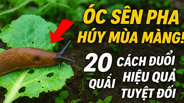 Ốc Sên Phá Hủy Mùa Màng! 😱 20 Cách Đuổi Sên Hiệu Quả Tuyệt Đối (Và Tuyệt Đối Không Dùng Thuốc Hóa