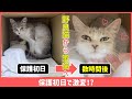 緊急保護したママ野良猫の目つきが数時間で激変!?【保護初日】