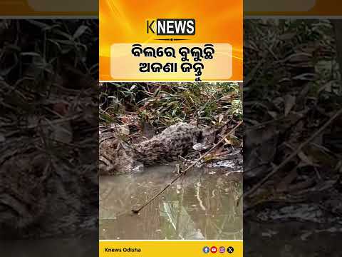 ବନ୍ୟା ଗଲା ଏବେ ଜନ୍ତୁ ଆତଙ୍କ! ଭଦ୍ରକ ଗାଁରେ ଭୟରେ ଲୋକେ #knewsodisha