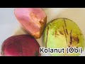 Kolanut recipes how to eat nigerian kolanuthealth benefits of kolanut