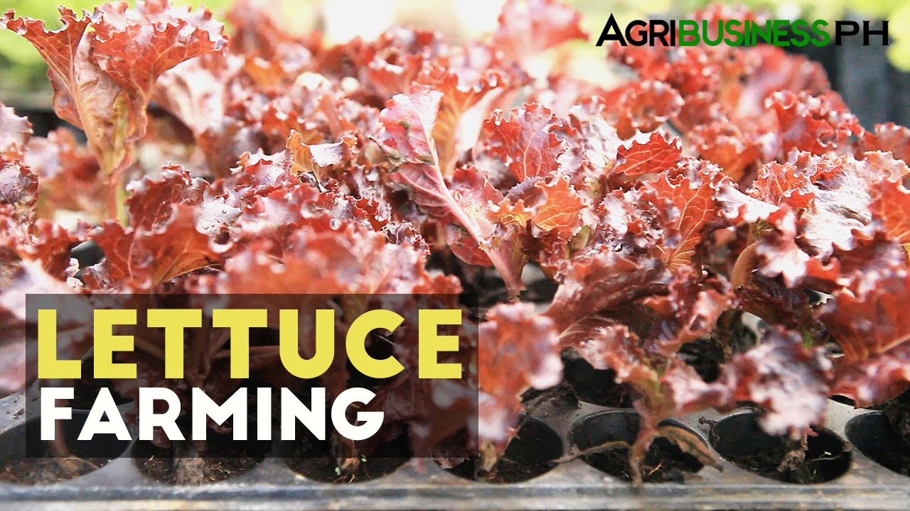 Lettuce Farming How to Grow Lettuce in the Philippines YouTube