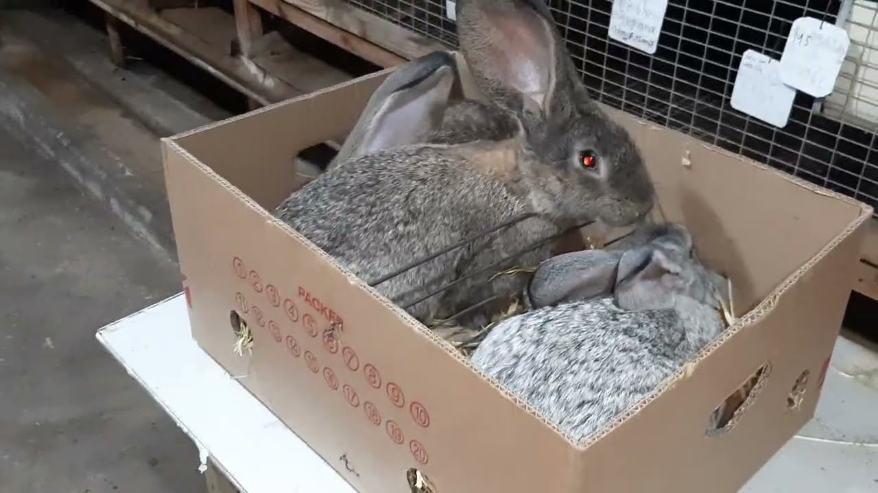 QAZAX DOVŞAN FERMASINA SAMUX KROLLDAN YENİ GƏLƏN RİZENLƏR 055-307-71-20. 