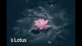 Lotus - Massobeats | (Free Background Music) [Aesthetic]