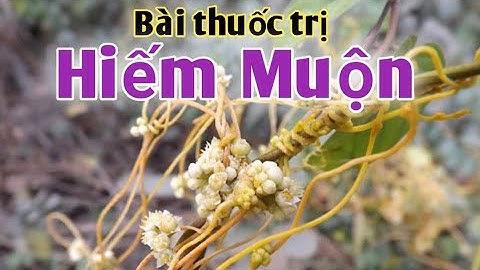 Bài thuốc trị hiếm muộn, tiểu đường. PHAN HẢI channel.
