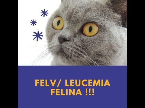 Video: Sparta The 'Mean Kitty' Diagnosticado Con FeLV (y Una Publicación Sobre Cómo Vivir Bien Con Leucemia Felina)