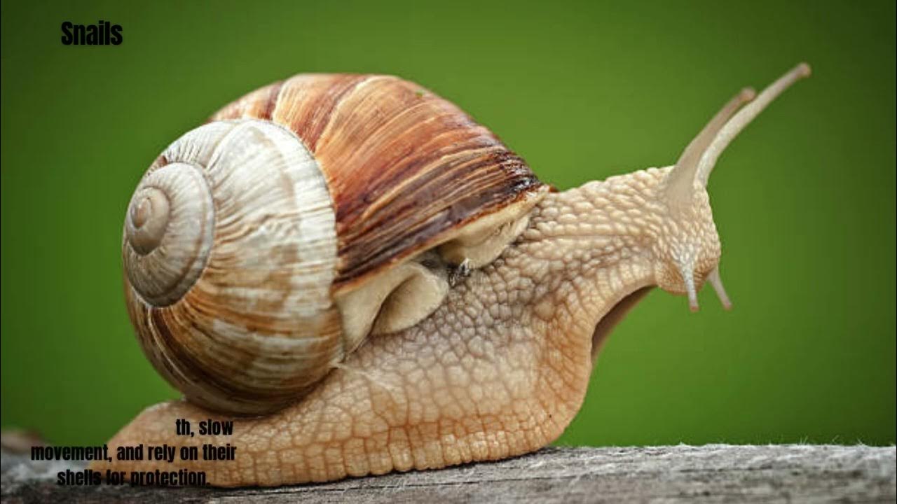 Most Weakest Animals In The World YouTube the-world-s-weakest-animals-lack-of-physical-characteristics-for