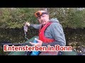 Entensterben in Bonn - Tiernotruf #114