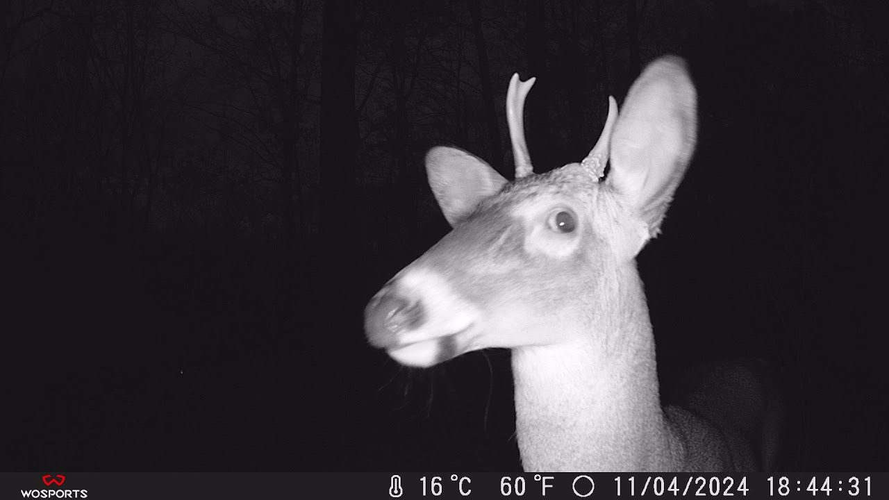 Next Turn Outdoors Trail Cam November 9,2024 Deer