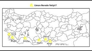 🍋Limon Türkiyede Nerede Yetişir? Ne Nerede Yetişir