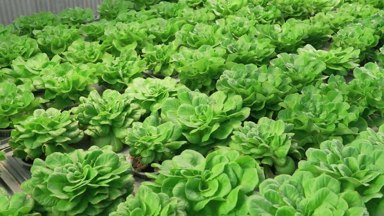 Forrest in Town / Orto aeroponico