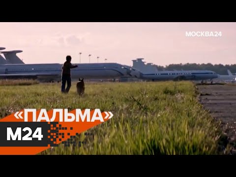 "Вампиры средней полосы", "Справедливость", "Никто". "The City"