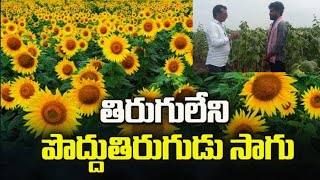 పొద్దుతిరుగుడు సాగు🌻#sunflower cultivation#godavari raitu badi #farming