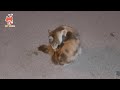 This night my cat Suzana was busy  | Pet Meow