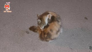 This night my cat Suzana was busy  | Pet Meow