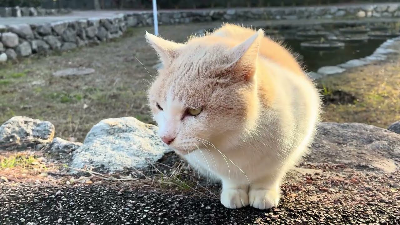 ミルクティー猫を観察する動画2026.1.30(iPhone 16e 4K 60fps Dolby Vision撮影)