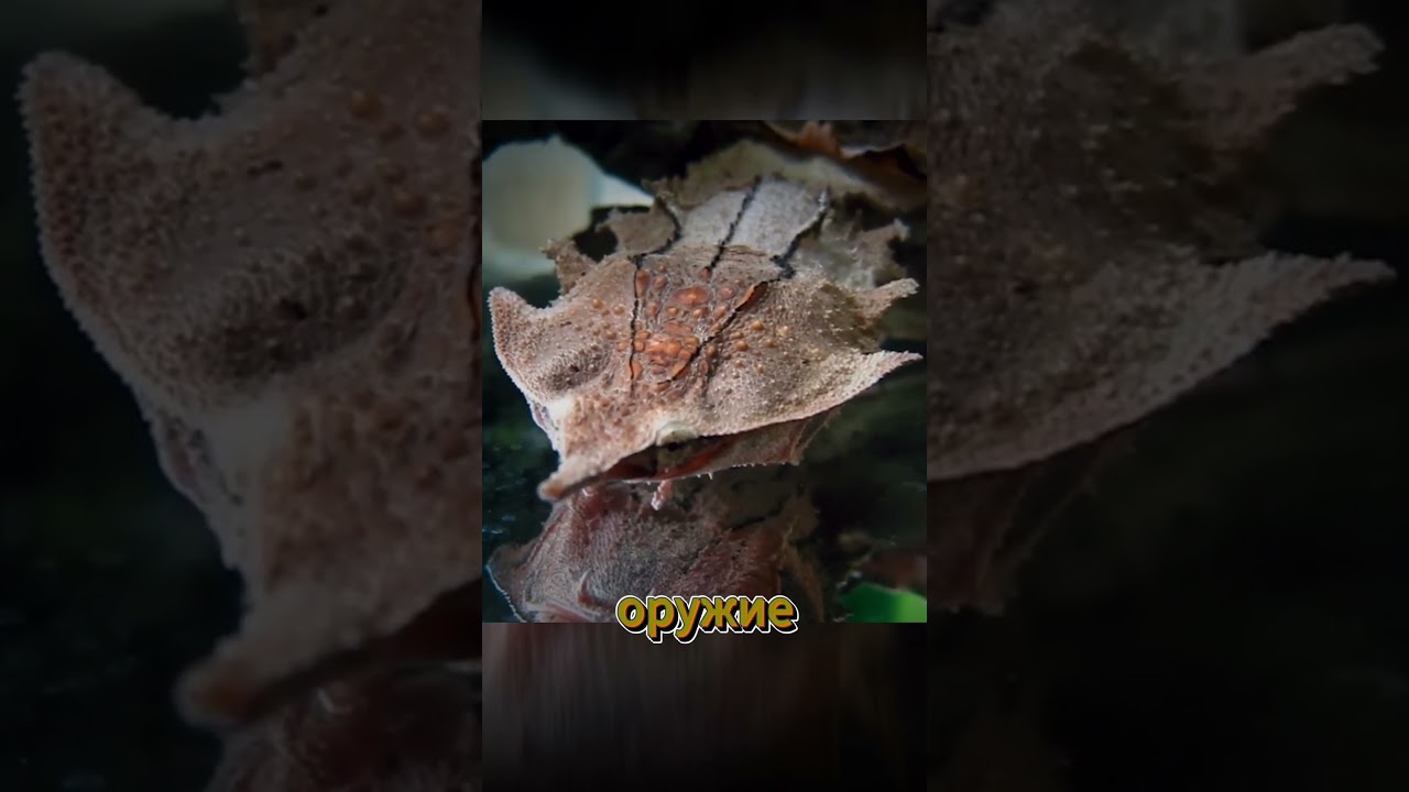 Дракон, который живет в водах Амазонки! Матамата