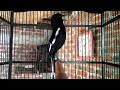 Kacer Mana Yang Bisa Diam Setelah Dengar Suara Kacer Satu Ini Pancingan Kacer Gacor Mp3 - Mp4 Download