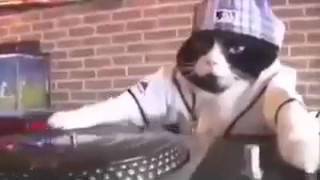 Aç memeni aç şarkısıyla oynıyan kedi Resimi