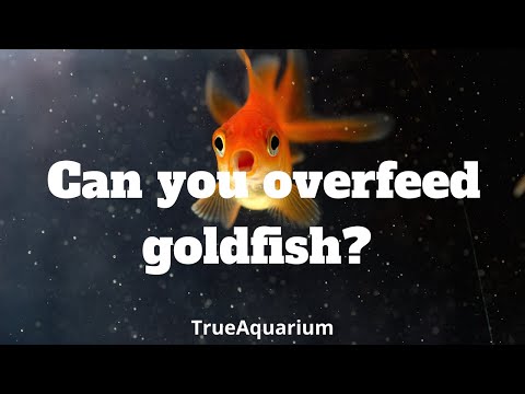 Can you overfeed goldfish?