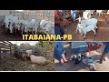 FEIRA DE ANIMAIS DE ITABAIANA-PB DISTRITO DE CARIATÁ 03/10/2021