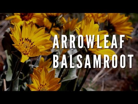 ARROWLEAF BALSAMROOT | Outdoor Idaho