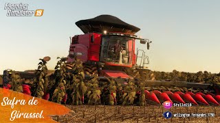 Colhendo girassol na nossa maior lavoura | Fazenda Fortaleza | Farming Simulator 19 | ep.114 -G29