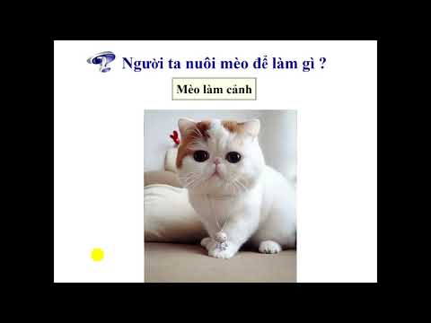 Tuần 27 (28/04/2020) - Khối 1 - Môn TNXH - Bài: Con vật quanh em (tiếp theo)
