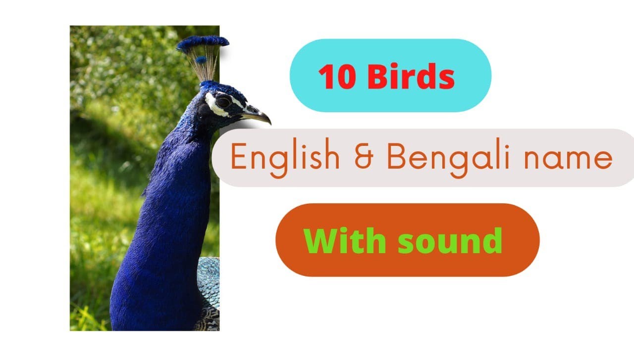 10 Birds English & Bengali name // With sound// education video // 