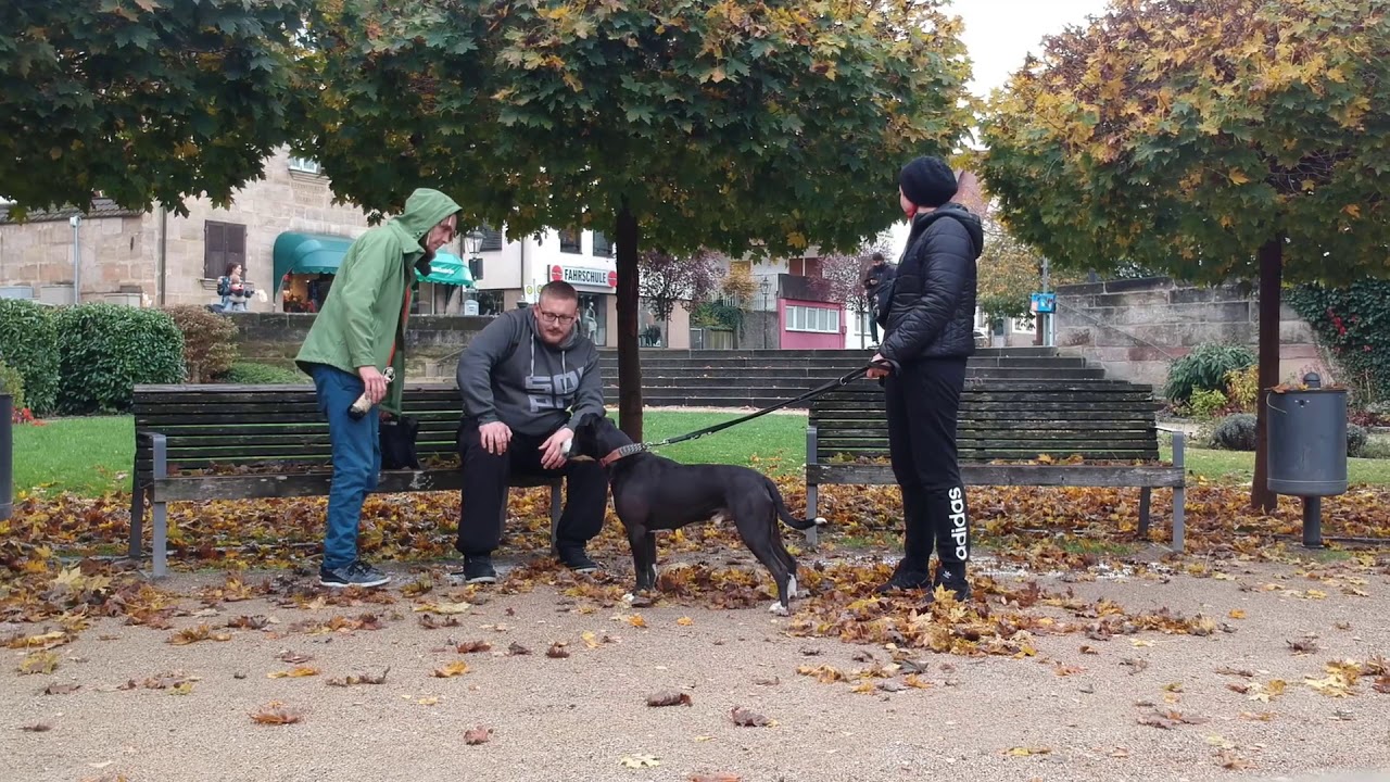 Yogi Tony - Intro (Tyrannosaurus Tape)