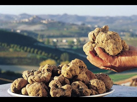 Video: Kërpudha tartufi - më e shtrenjta dhe më e pazakonta