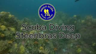 Escape the Ordinary: Dive into the Depths of Steenbras Deep in Gordon's Bay with Indigo Scuba