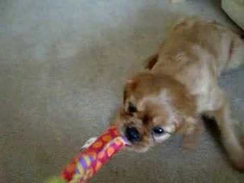 Tilly 8 Week Old Cavalier King Charles Spaniel Playing