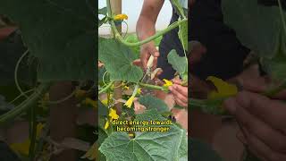 Tips for pruning cucumbers for high yield #garden #plants #gardentips