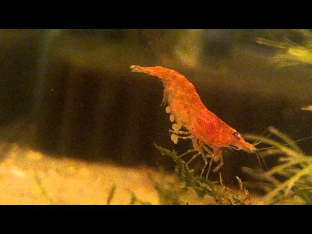 Red Cherry Shrimp laying eggs 