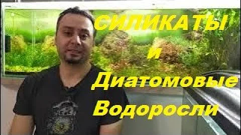 Про силикаты в воде и водоросли