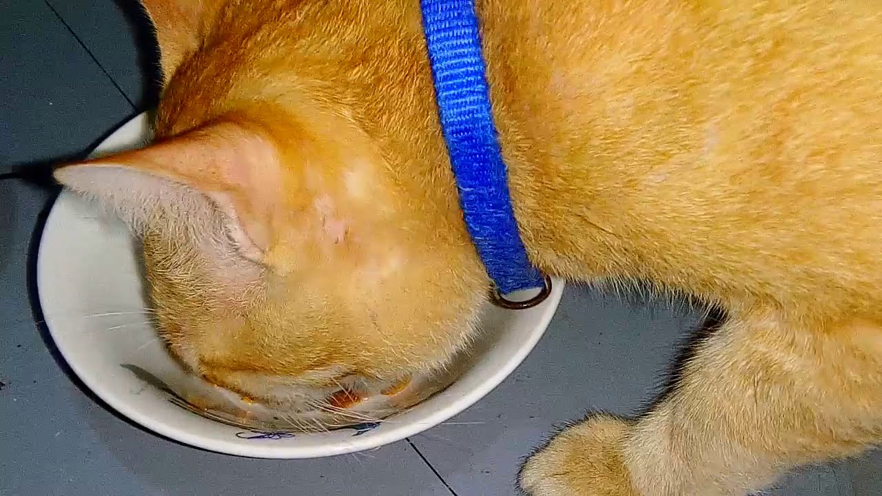 MALUNGGAY and GINGER w/ PURE HONEY l For Cats with Feline Calici Virus