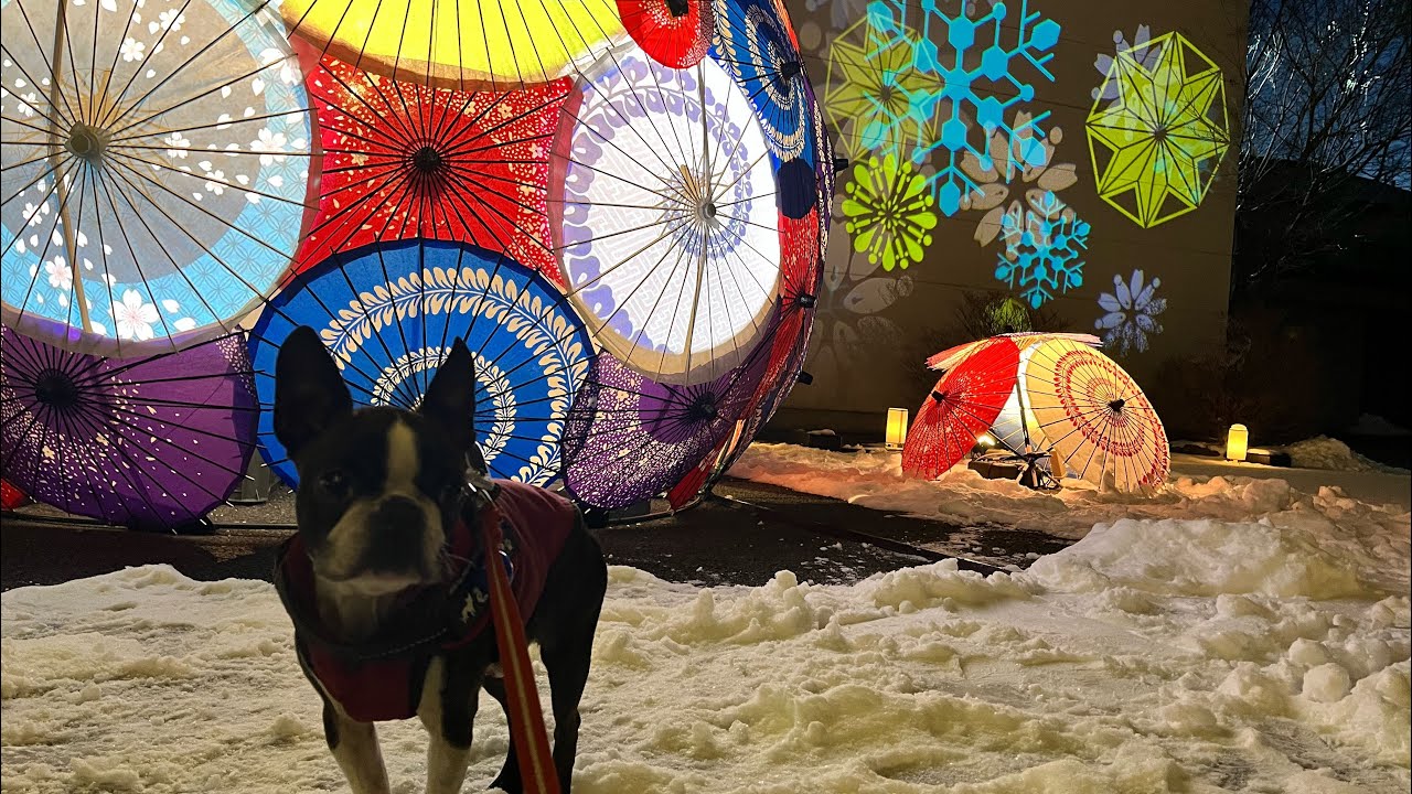 秩父夜街　彩さんぽへお散歩①/ボストンテリアむさし