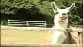 Promo Porque Sí Kick Owski Medio Doble De Riesgo En Disney Xd - Steve La Llama