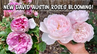 My New David Austin Roses Are Blooming